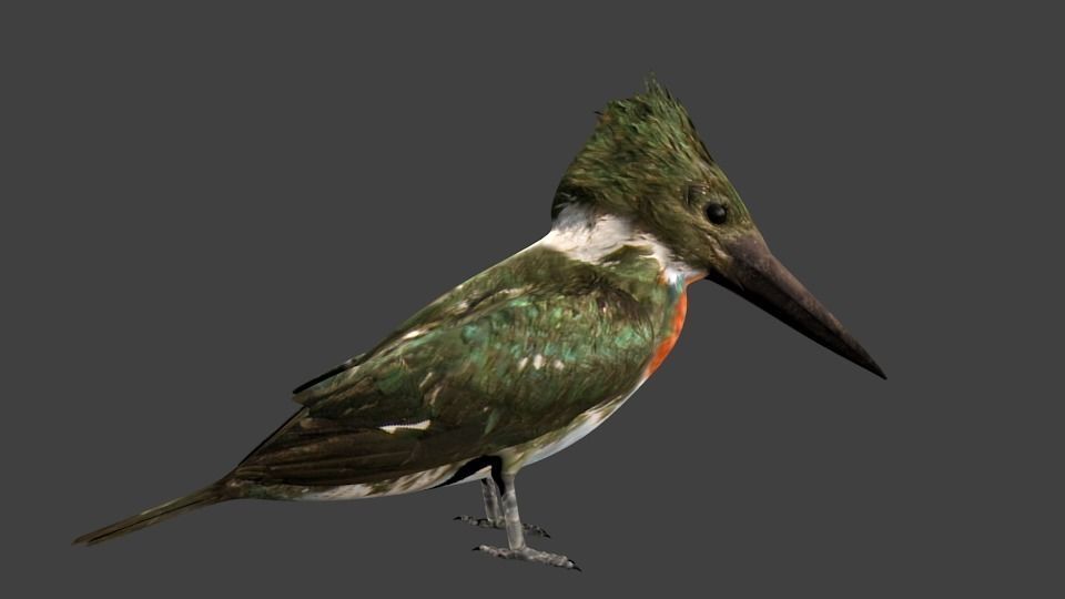 lowpoly bird kingfisher Low-poly 3D model_2