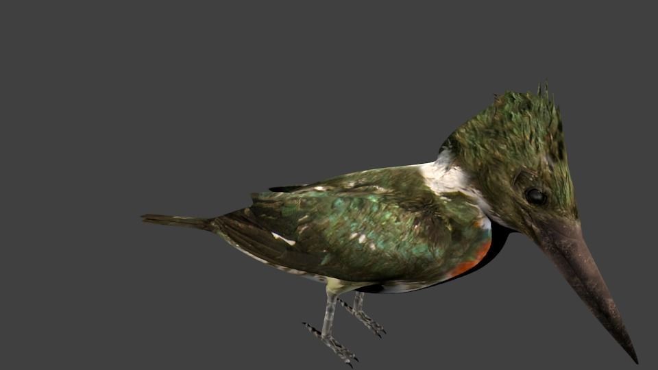 lowpoly bird kingfisher Low-poly 3D model_6