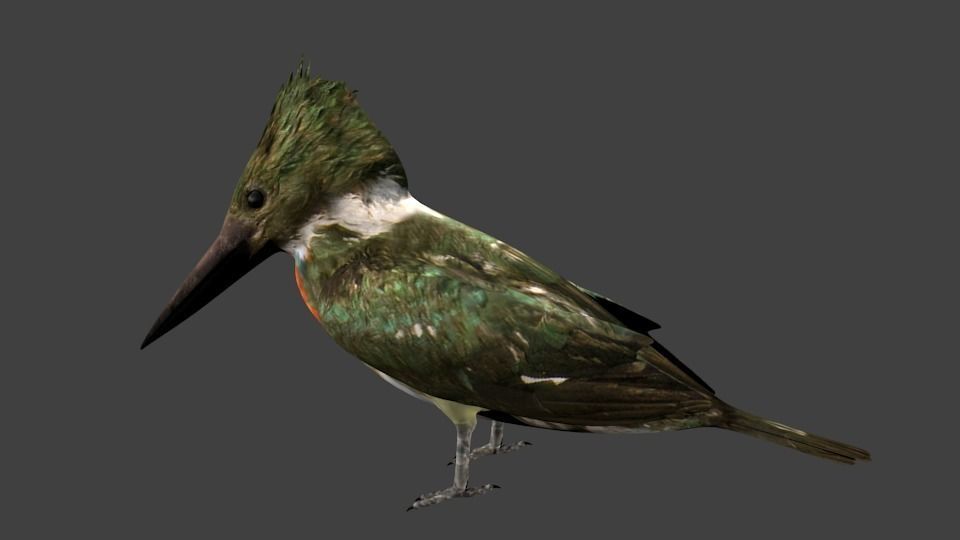 lowpoly bird kingfisher Low-poly 3D model_7