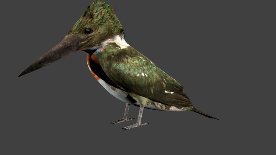 lowpoly bird kingfisher Low-poly 3D model_4
