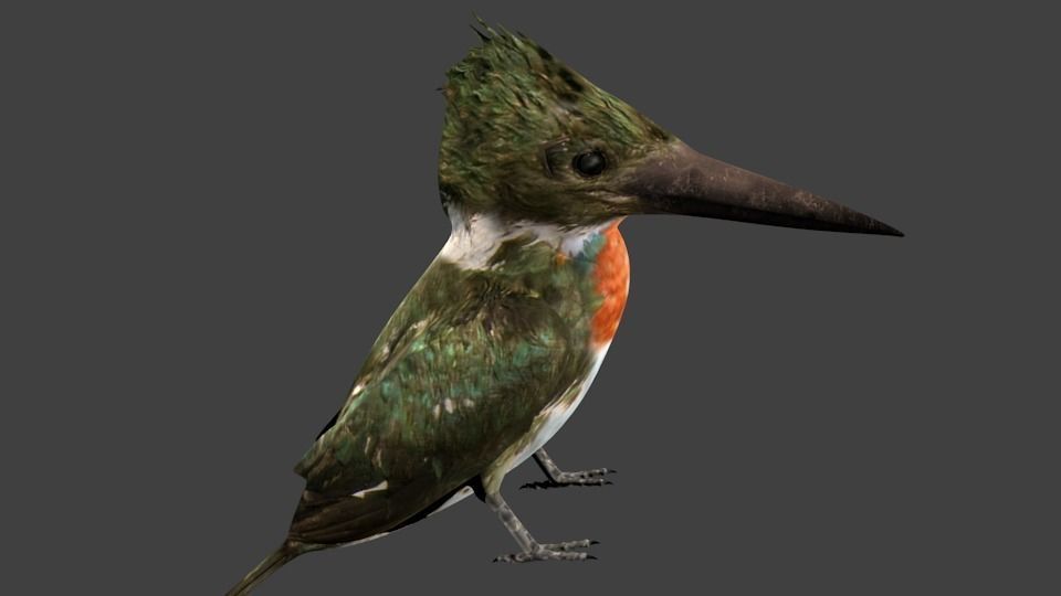 lowpoly bird kingfisher Low-poly 3D model_5