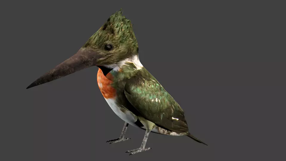 lowpoly bird kingfisher Low-poly 3D model_0