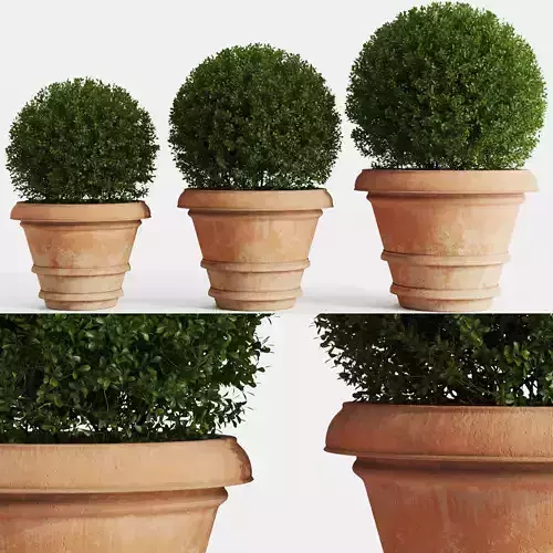 Boxwood In Clay Pots