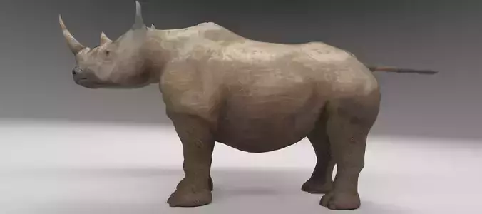 Rhino 3d model rhinoceros Low-poly 3D model