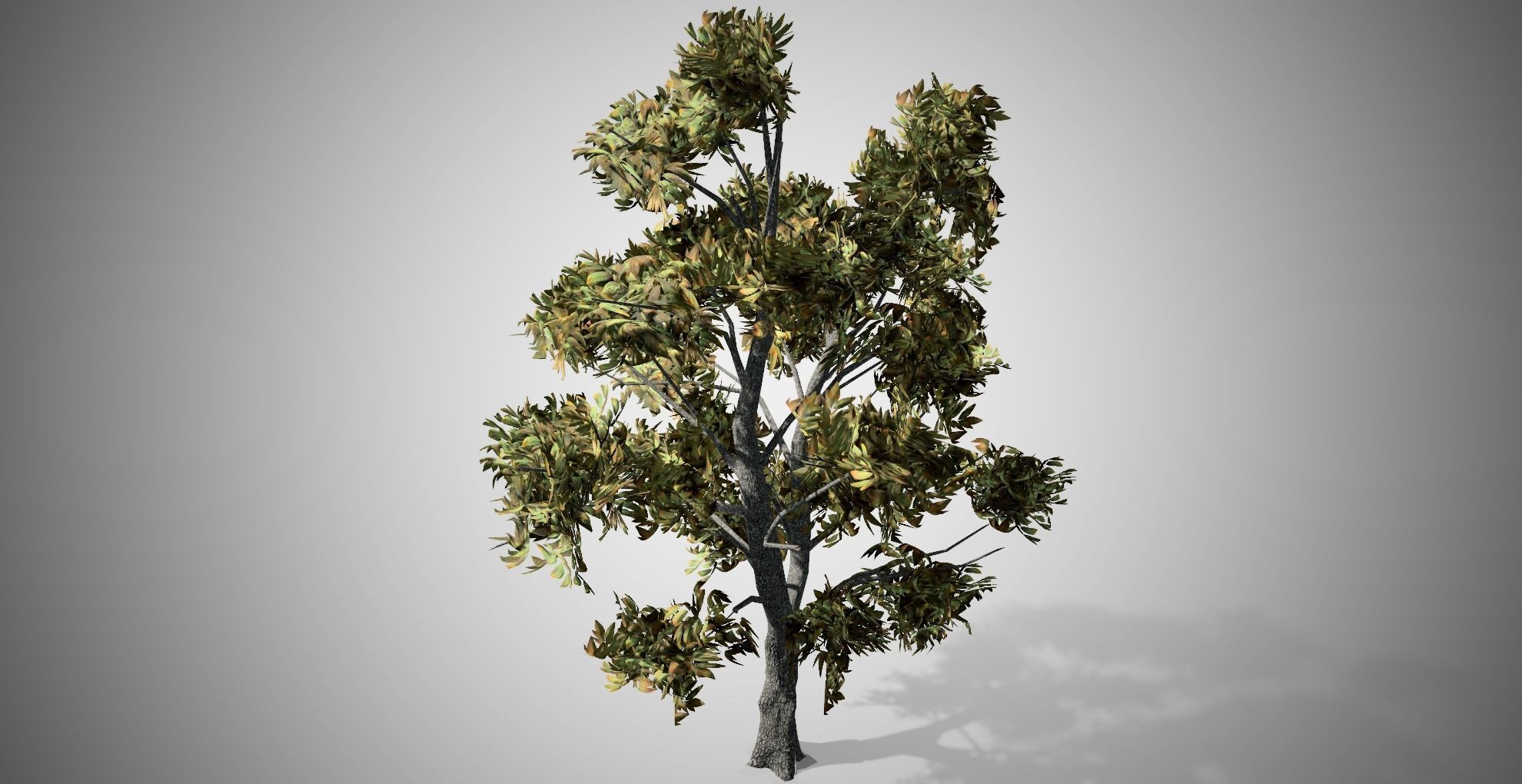 Green Ash Fall Tree Low-poly 3D model_2