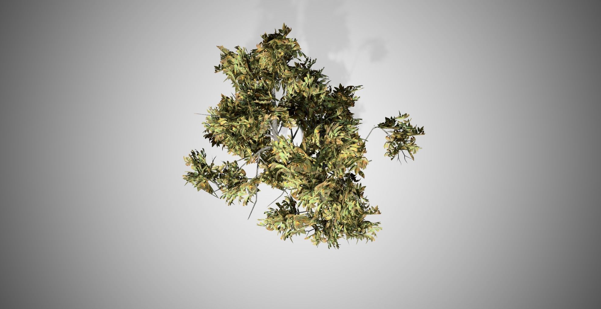 Green Ash Fall Tree Low-poly 3D model_4