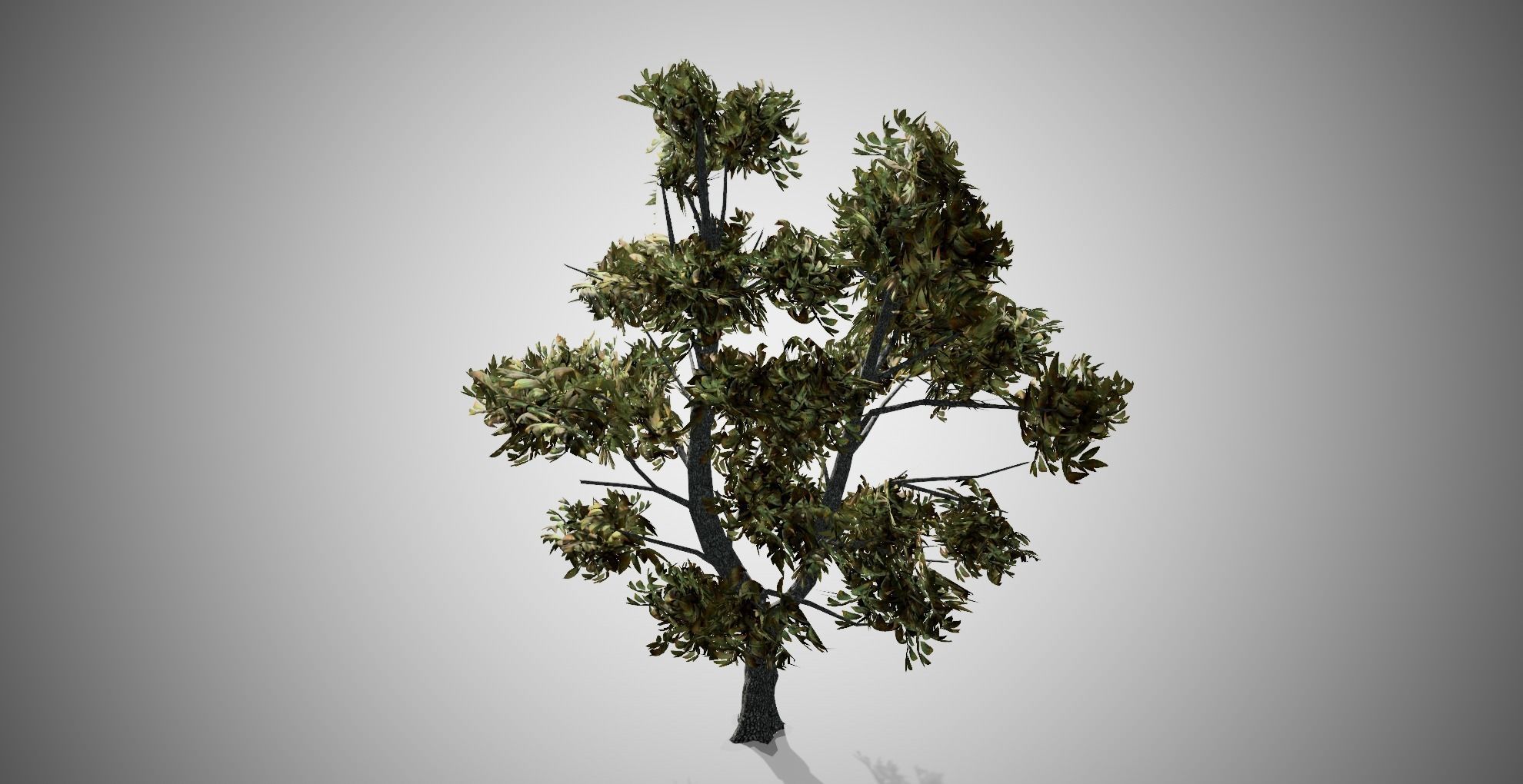 Green Ash Fall Tree Low-poly 3D model_3