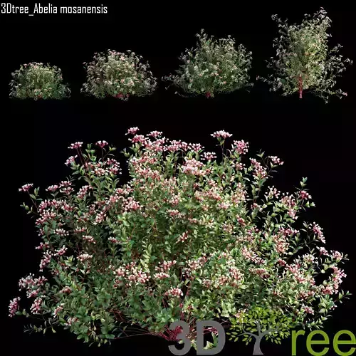 Abelia mosanensis - Abelia grandiflora 01