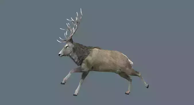Deer Rig