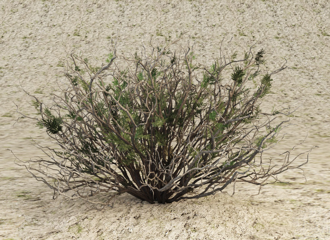 Sagebrush branch of twigs 3D model_11