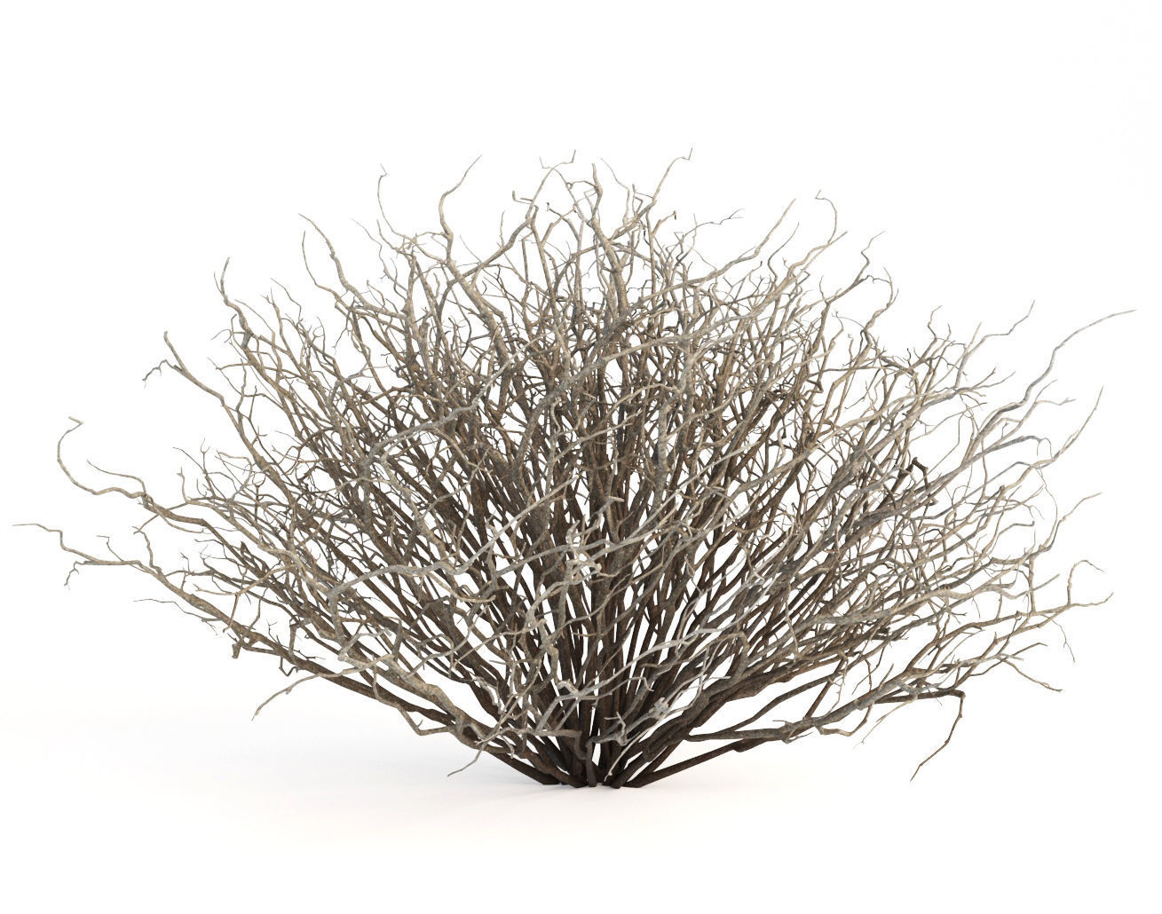 Sagebrush branch of twigs 3D model_8
