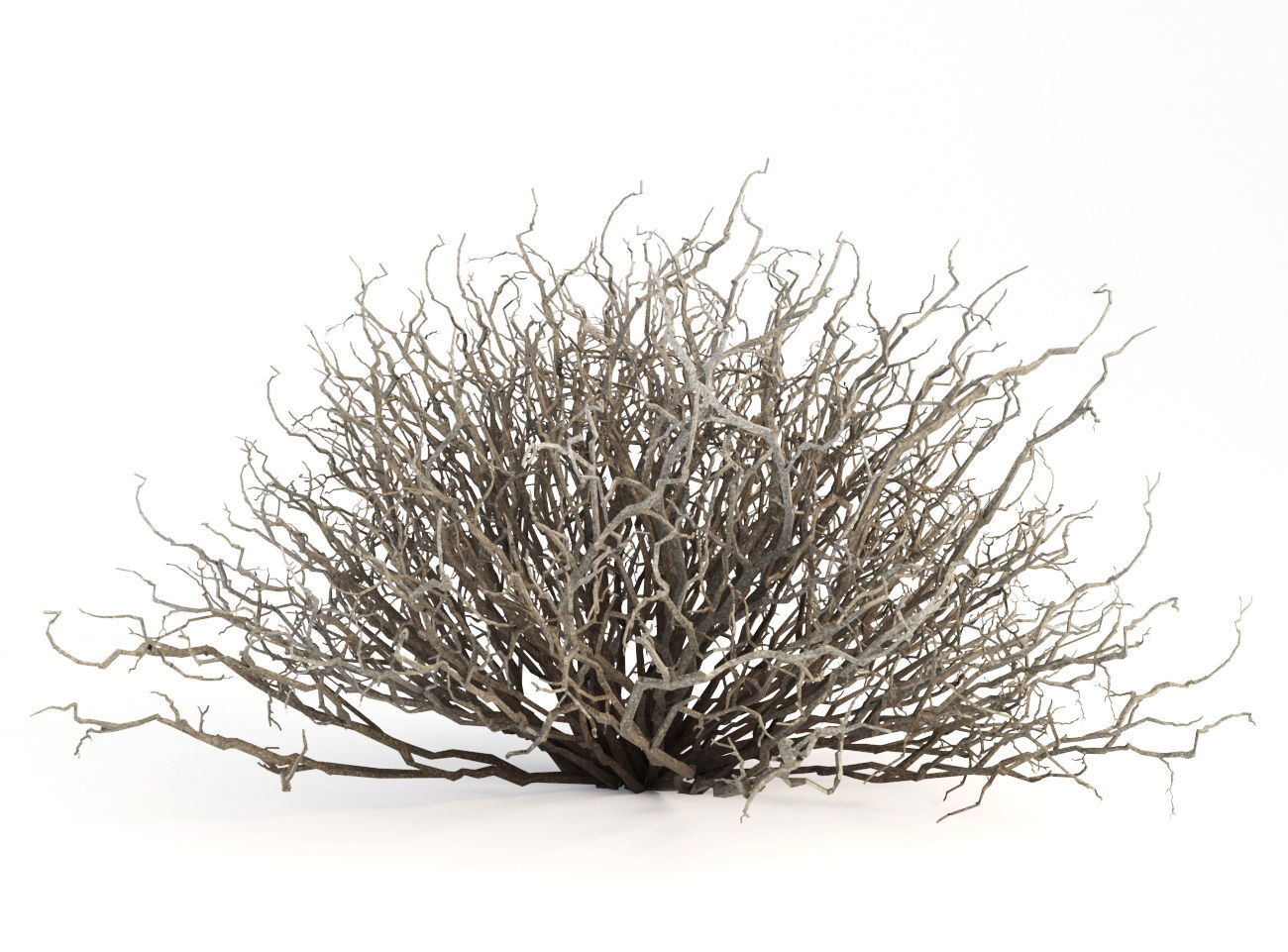 Sagebrush branch of twigs 3D model_7