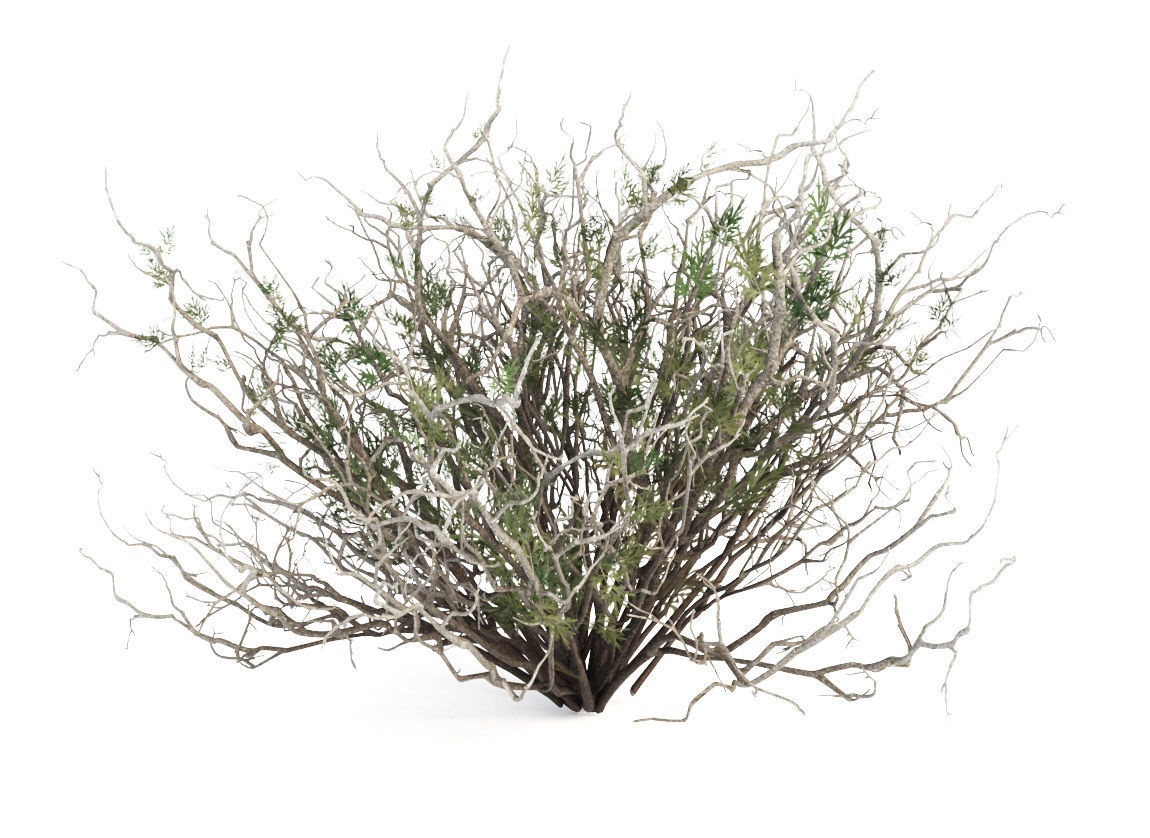 Sagebrush branch of twigs 3D model_3