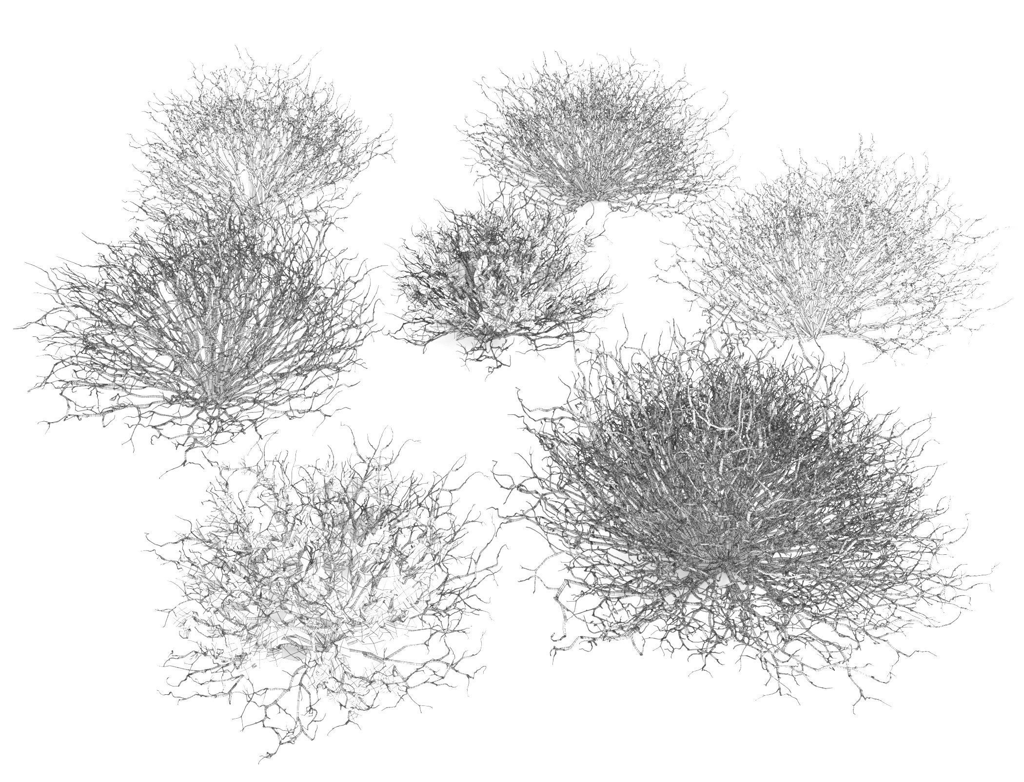 Sagebrush branch of twigs 3D model_15