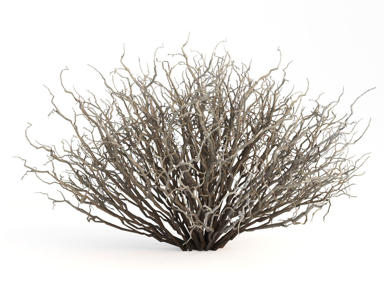 Sagebrush branch of twigs 3D model_5