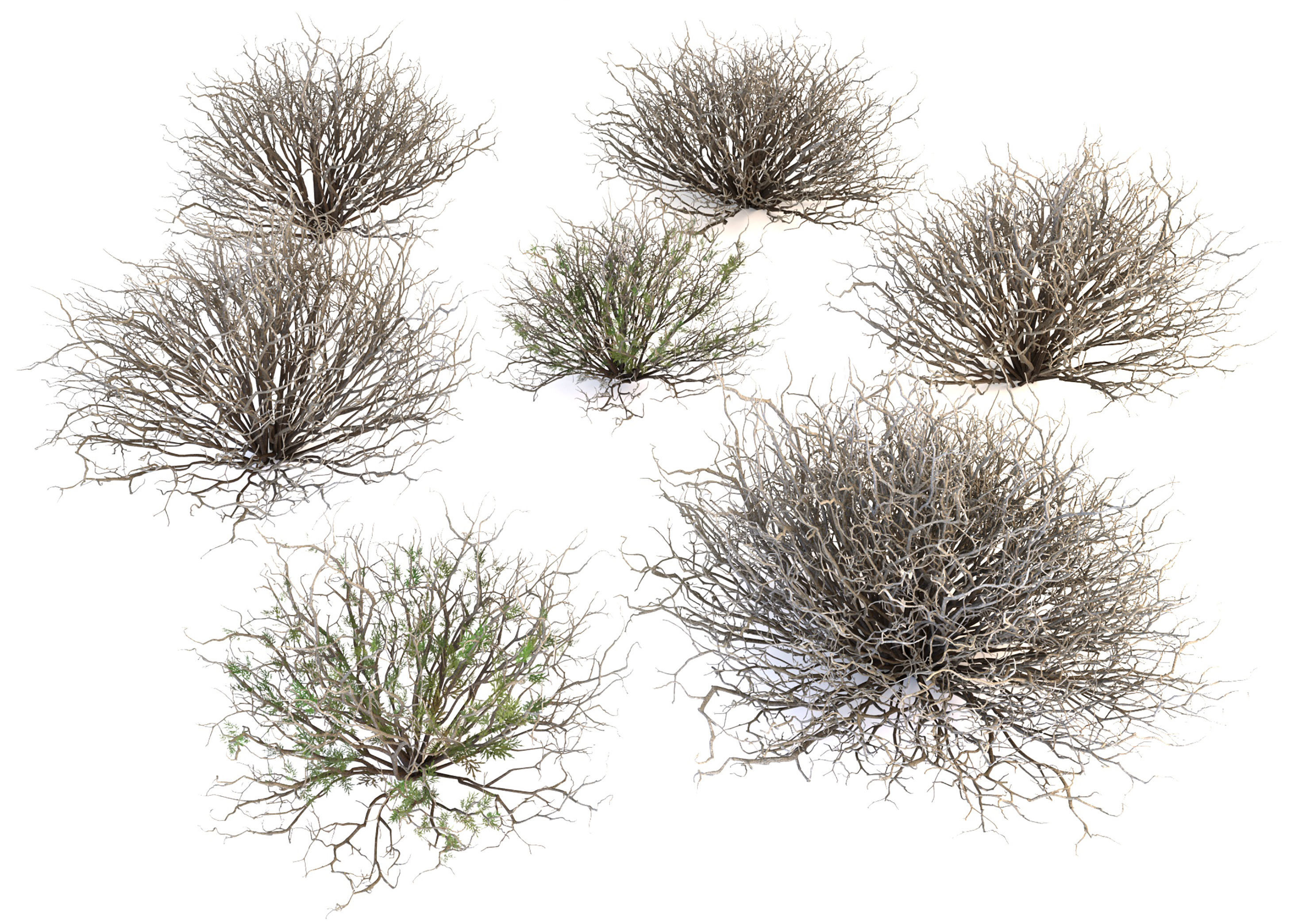 Sagebrush branch of twigs 3D model_1