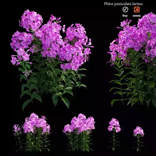 Phlox paniculata larissa plant 3D model
