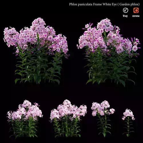 Phlox paniculata  frame white eye  3D model