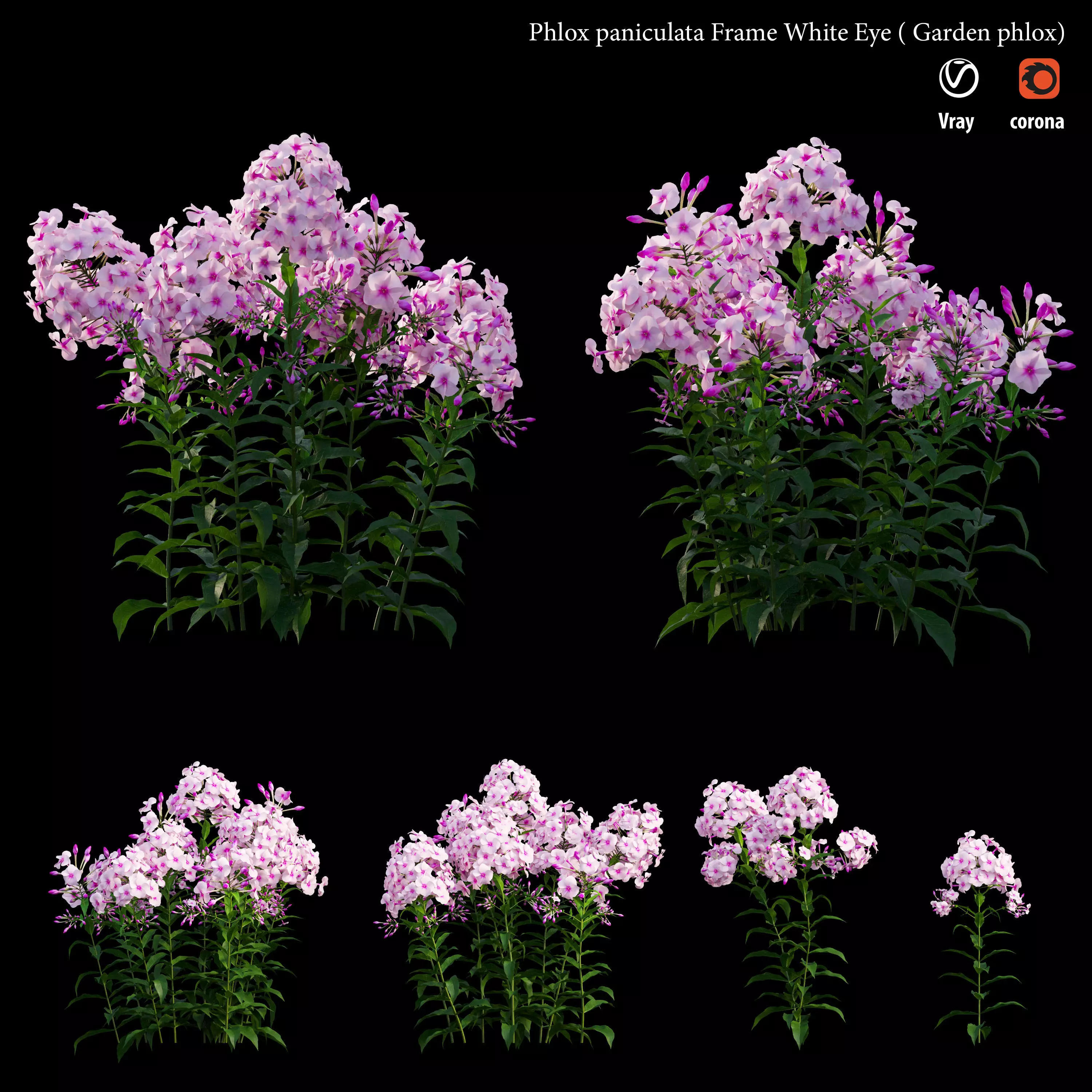 Phlox paniculata frame white eye 3D model
