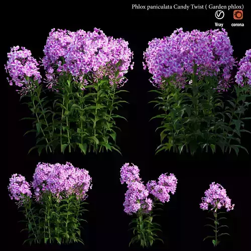 Phlox paniculata candy twist 3D model