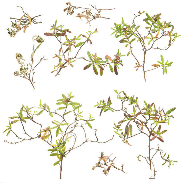PBR Bush Branch 4K Professional Textures Texture_3