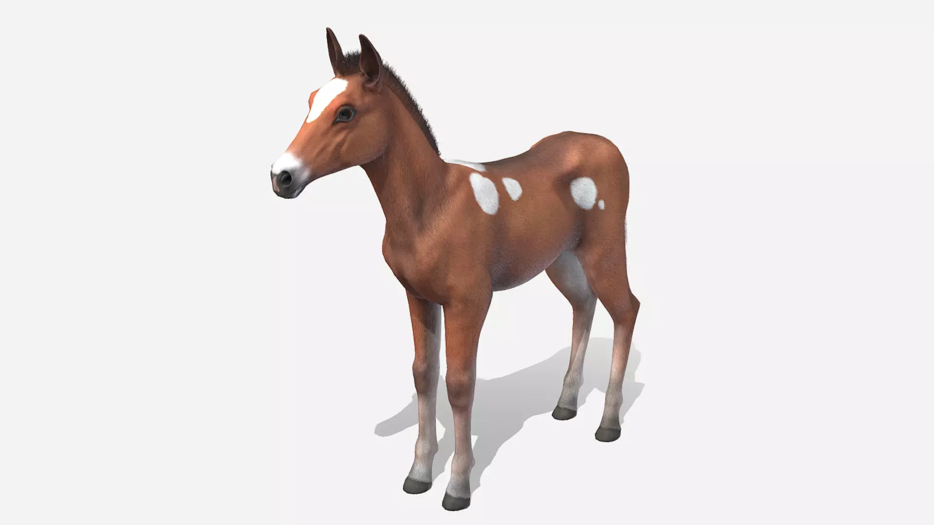 Horse - Foal Low-poly 3D model_2