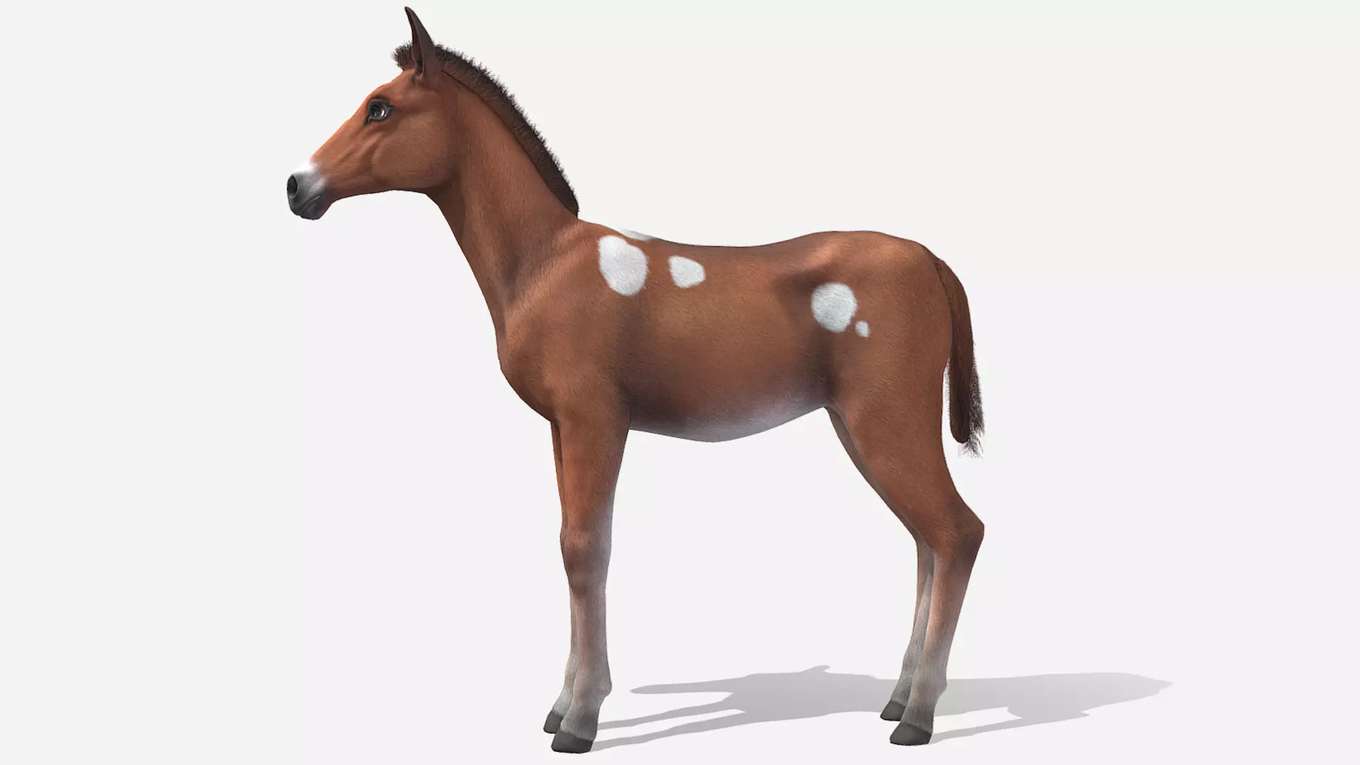 Horse - Foal Low-poly 3D model_4