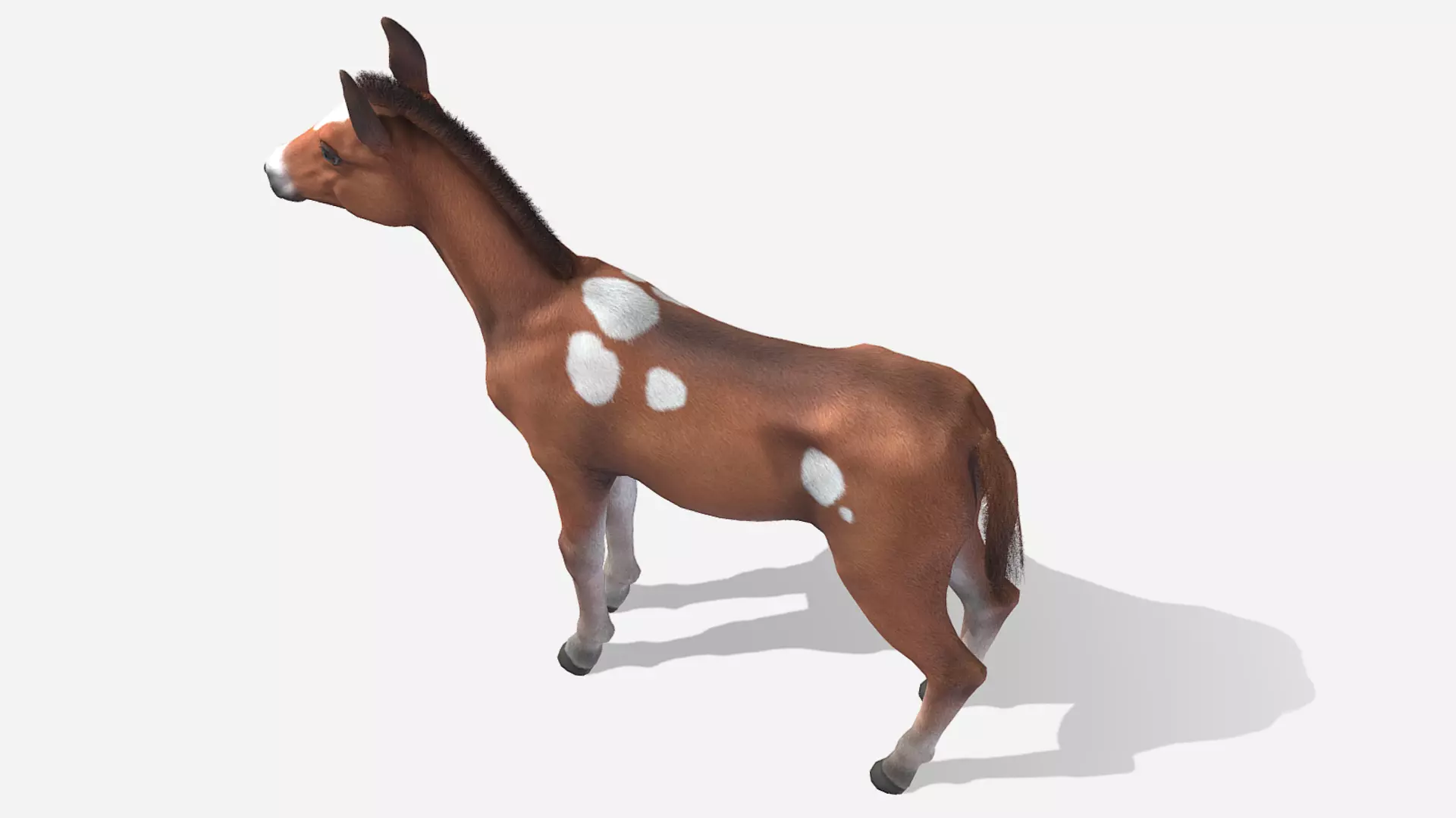 Horse - Foal Low-poly 3D model_5