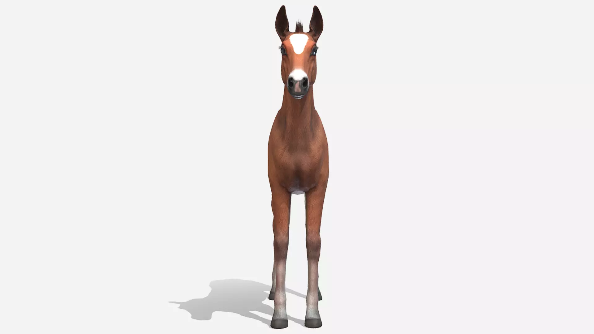 Horse - Foal Low-poly 3D model_3