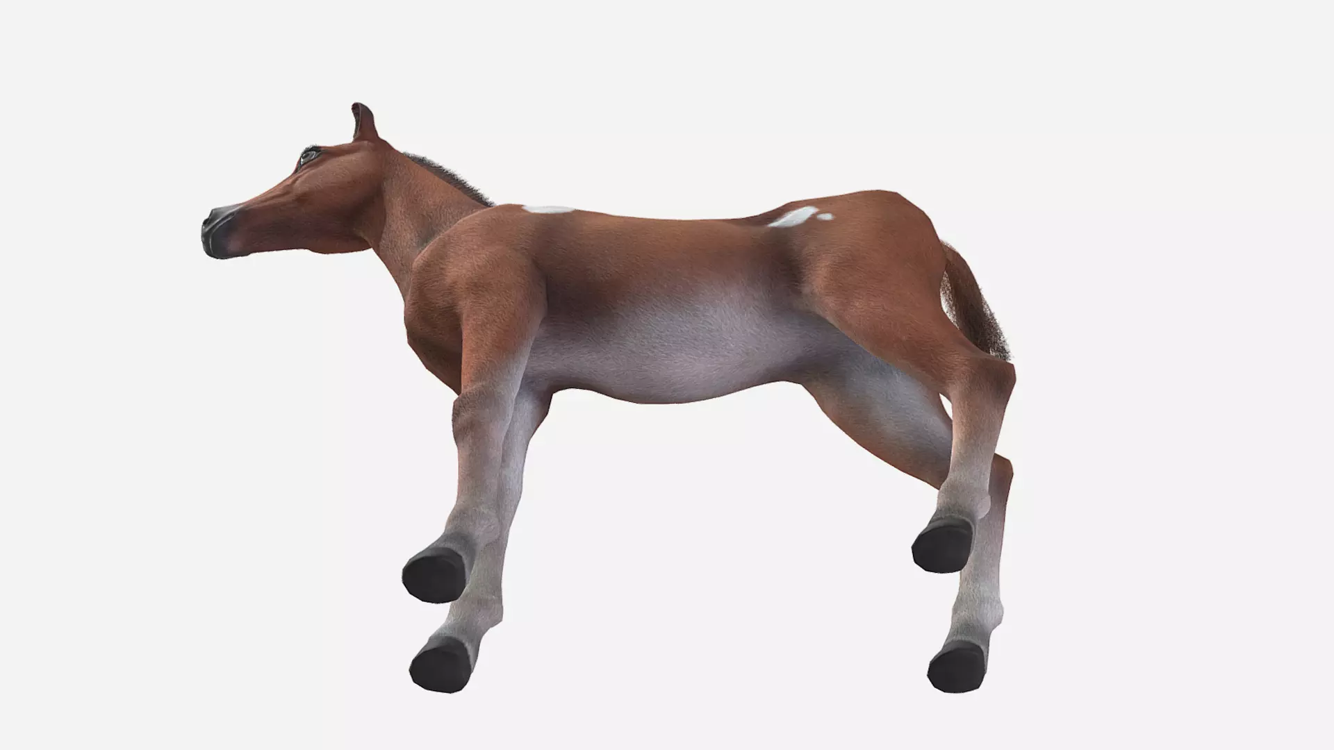 Horse - Foal Low-poly 3D model_6