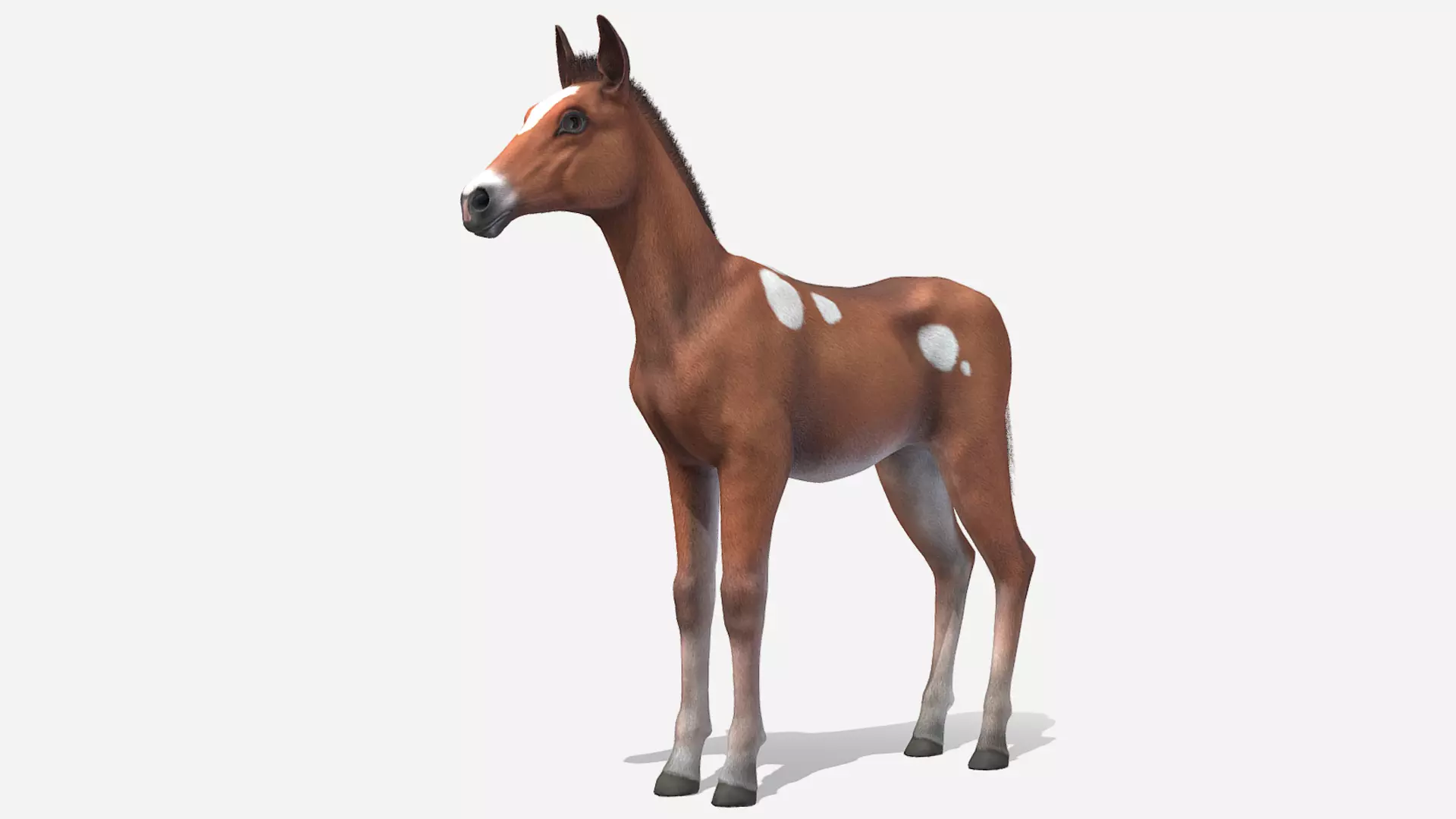 Horse - Foal Low-poly 3D model_0