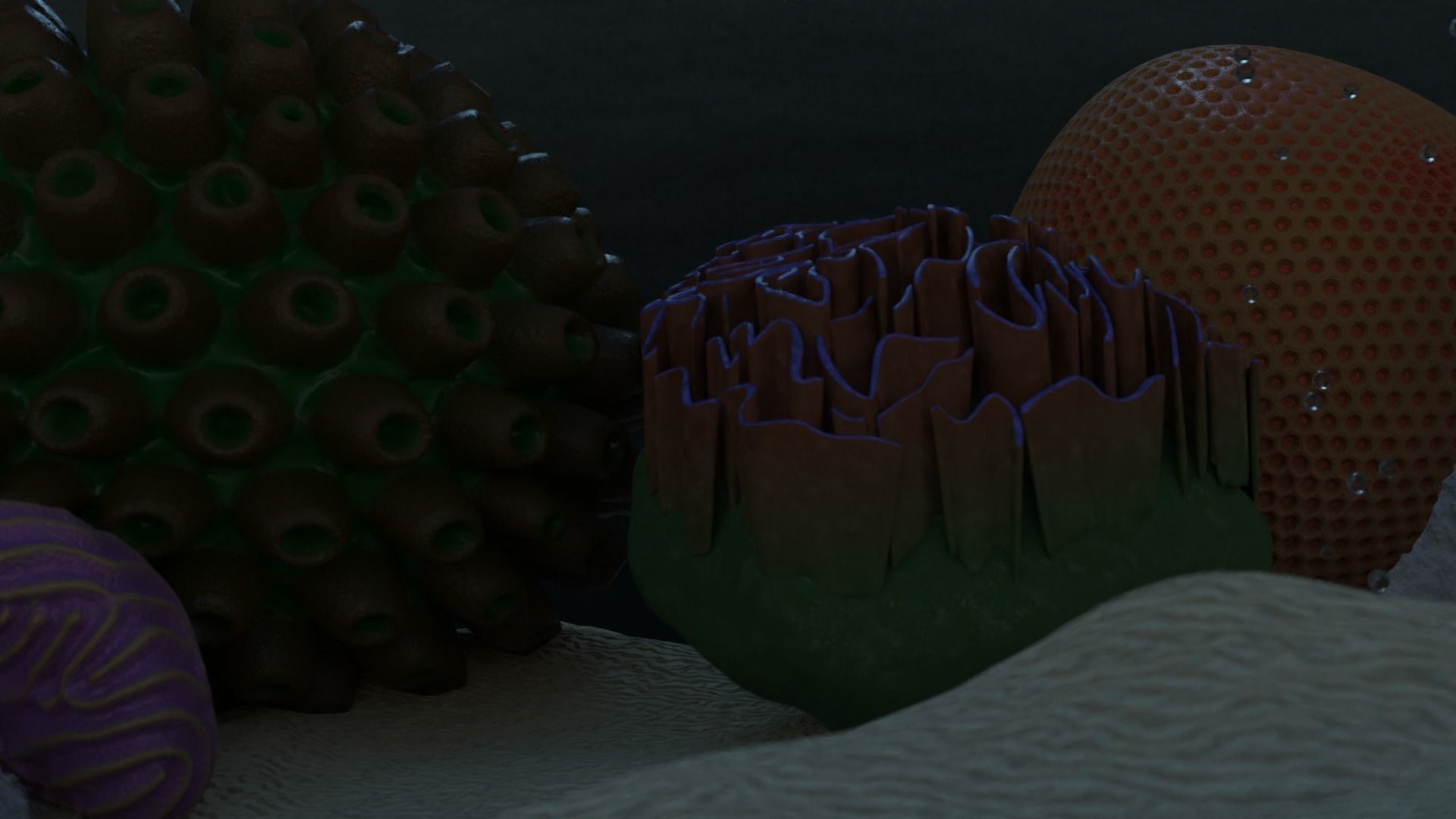 Coral Types 3D model_14