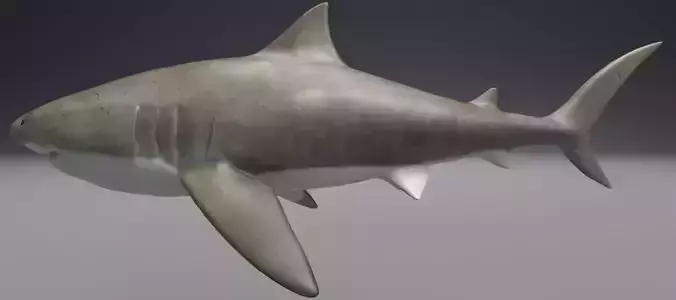 Shark 3D model