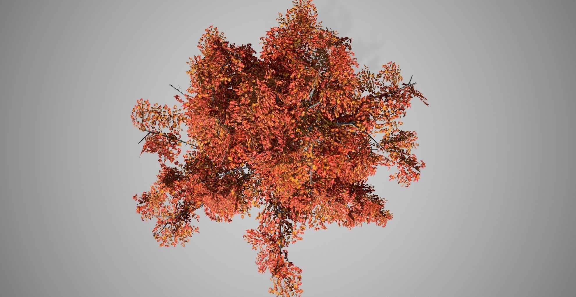 Japanese Maple Fall Tree Low-poly 3D model_4