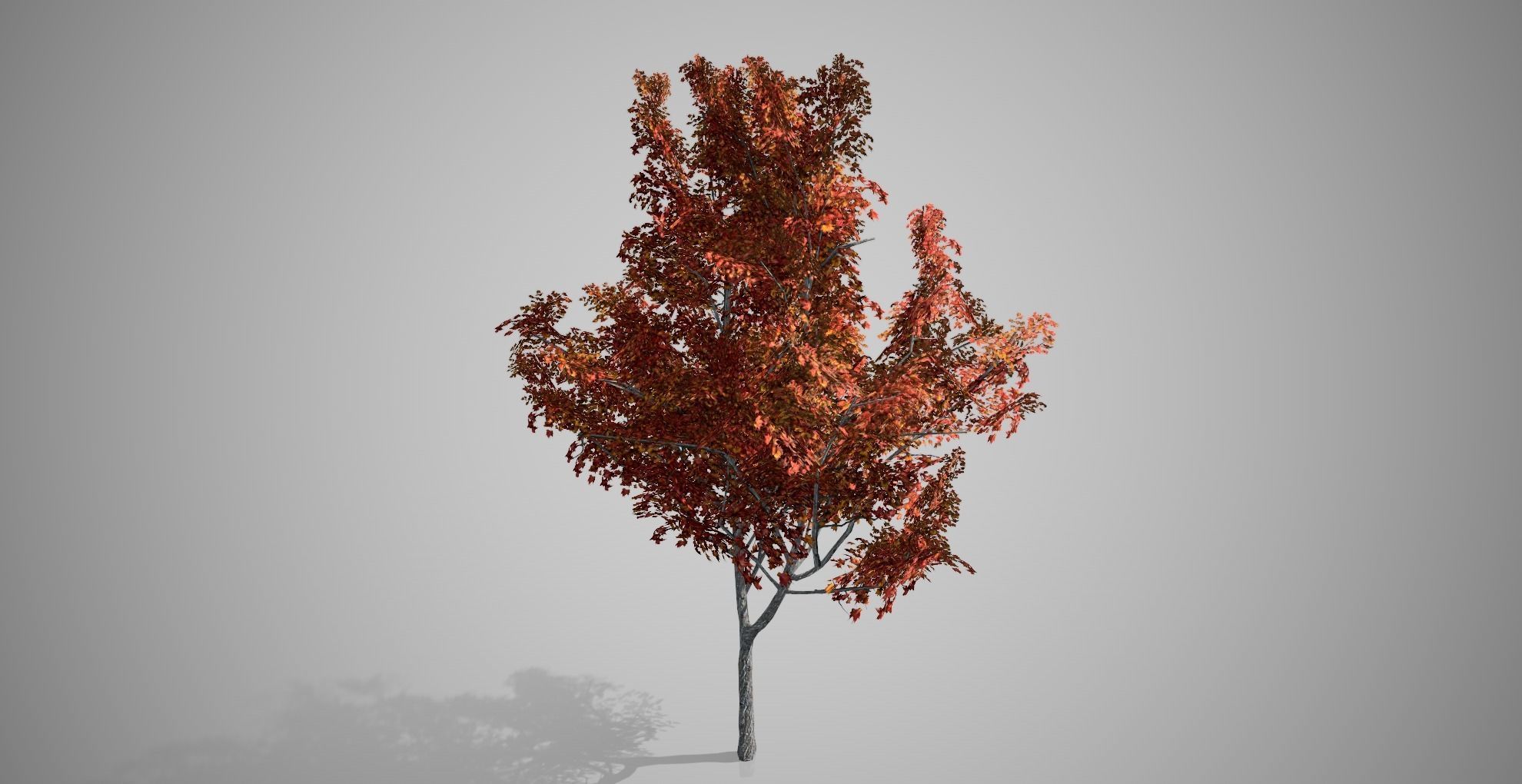 Japanese Maple Fall Tree Low-poly 3D model_2