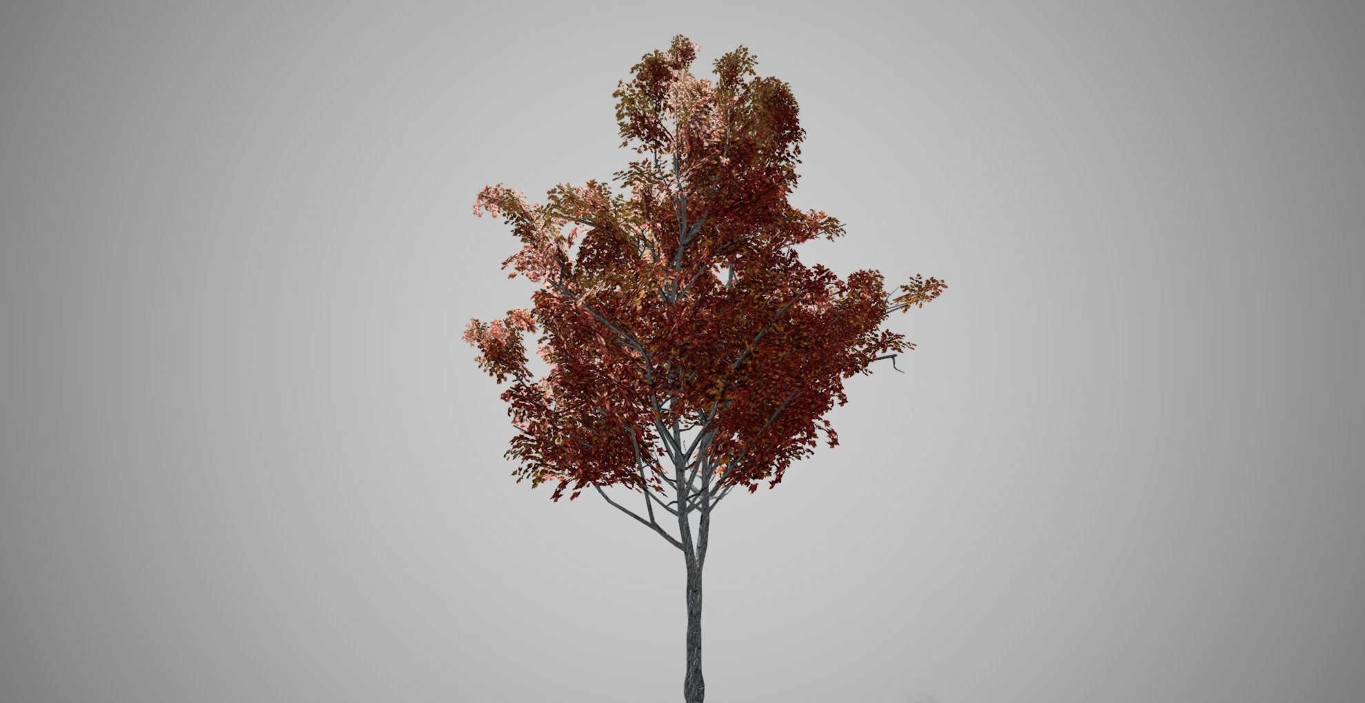 Japanese Maple Fall Tree Low-poly 3D model_3