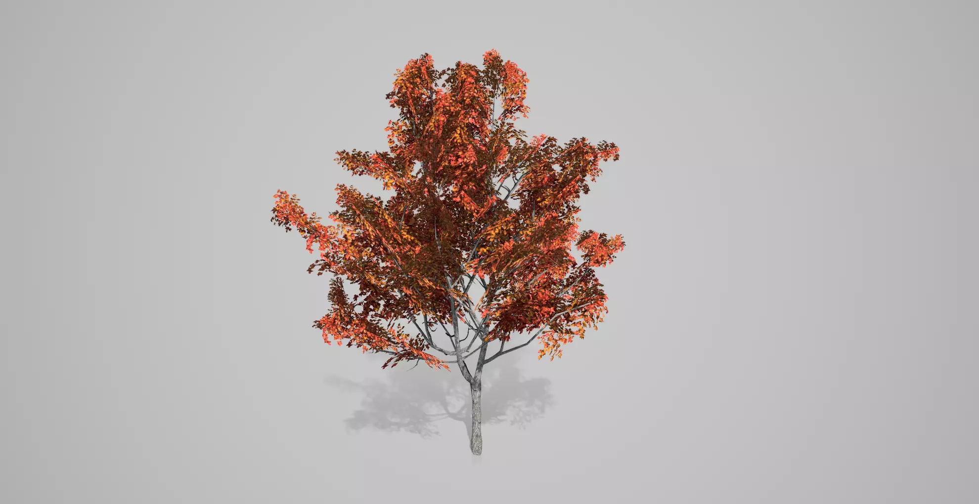 Japanese Maple Fall Tree Low-poly 3D model_0