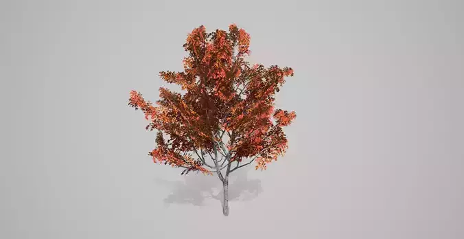 Japanese Maple Fall Tree