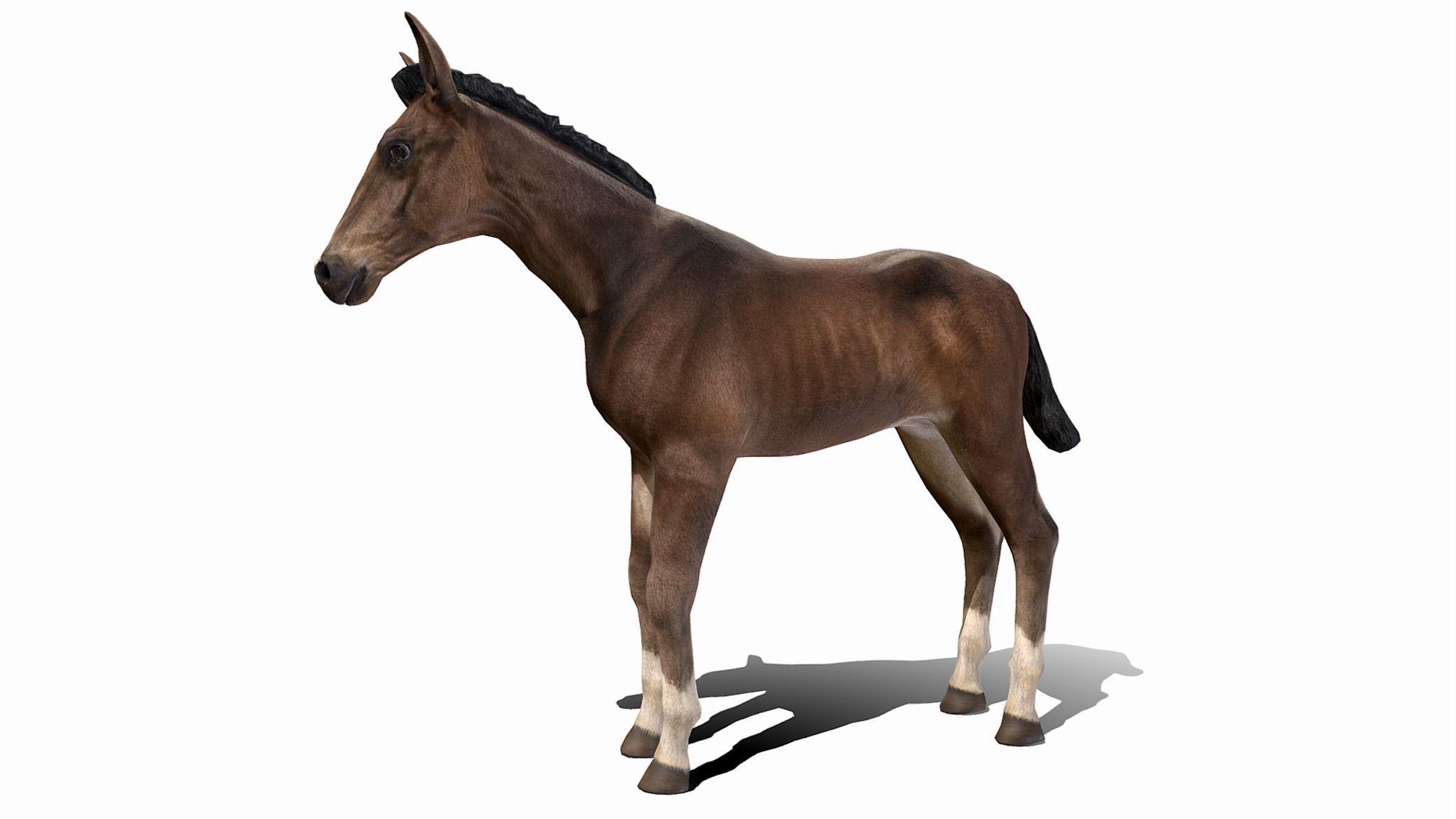 Horse Family Low-poly 3D model_17