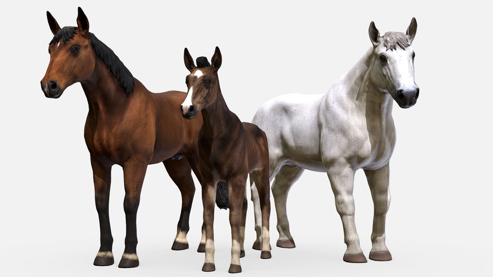 Horse Family Low-poly 3D model_1