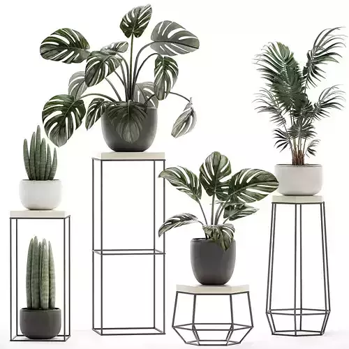 Decorative plants in pots on a stand for the interior 523 3D model