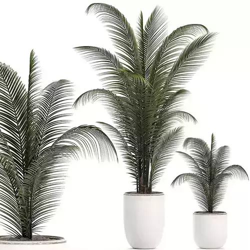 Decorative palm in a white flowerpot 524
