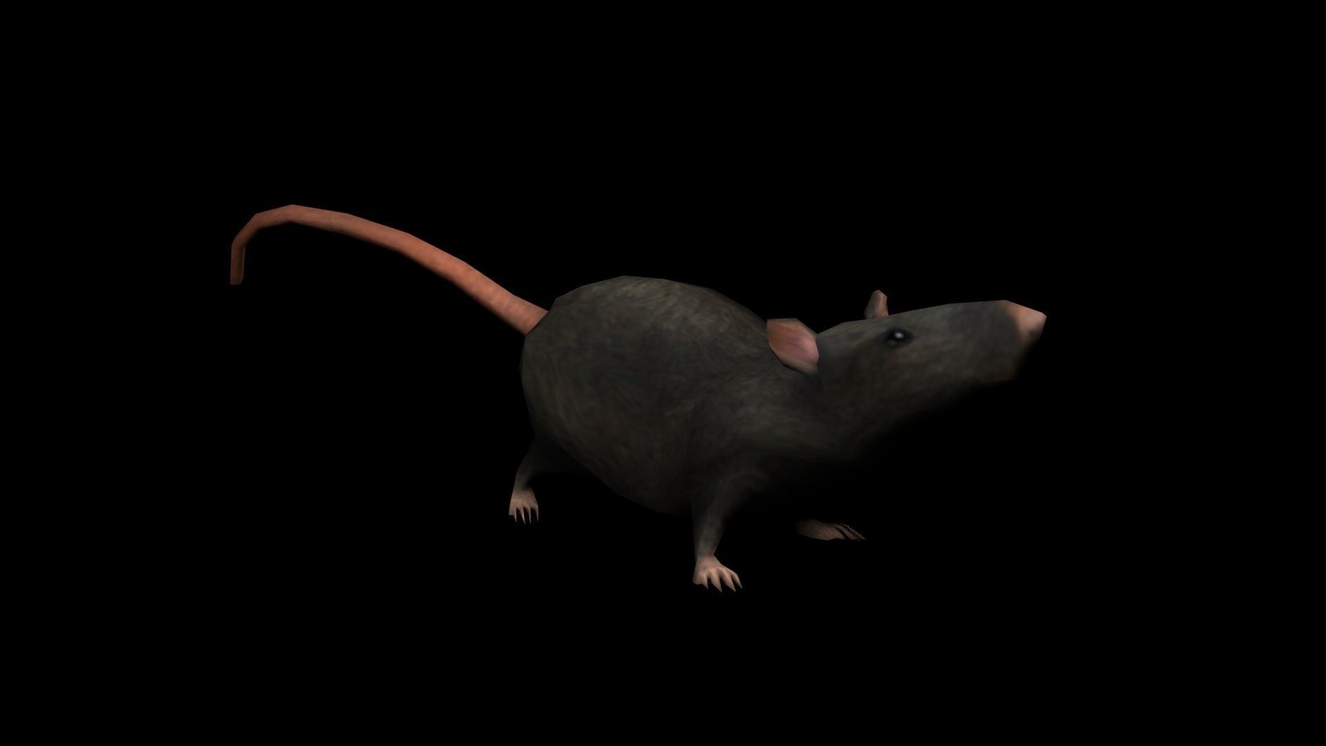Low Poly Rat Model Low-poly 3D model_8