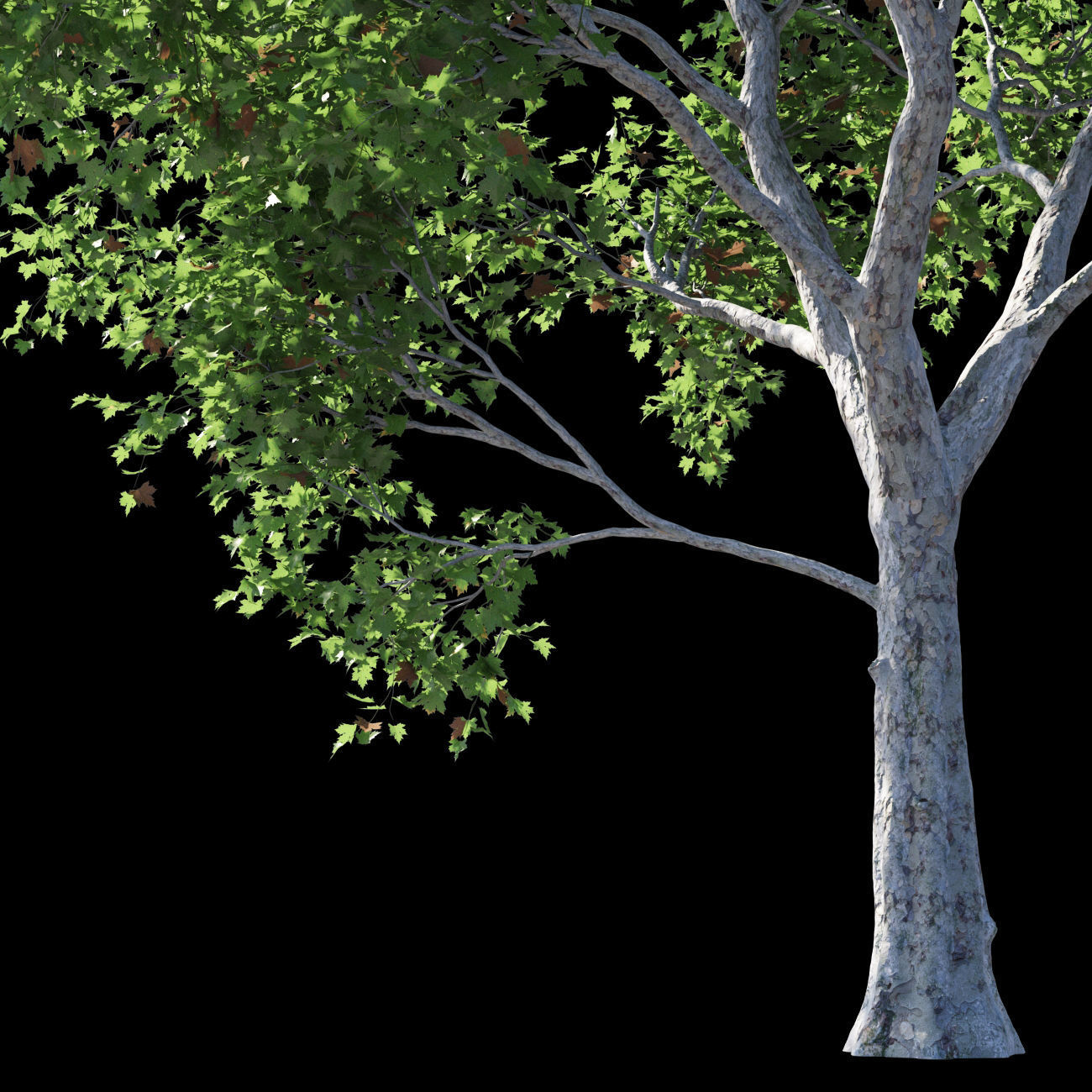 Platanus acerifolia 2 3D model_2