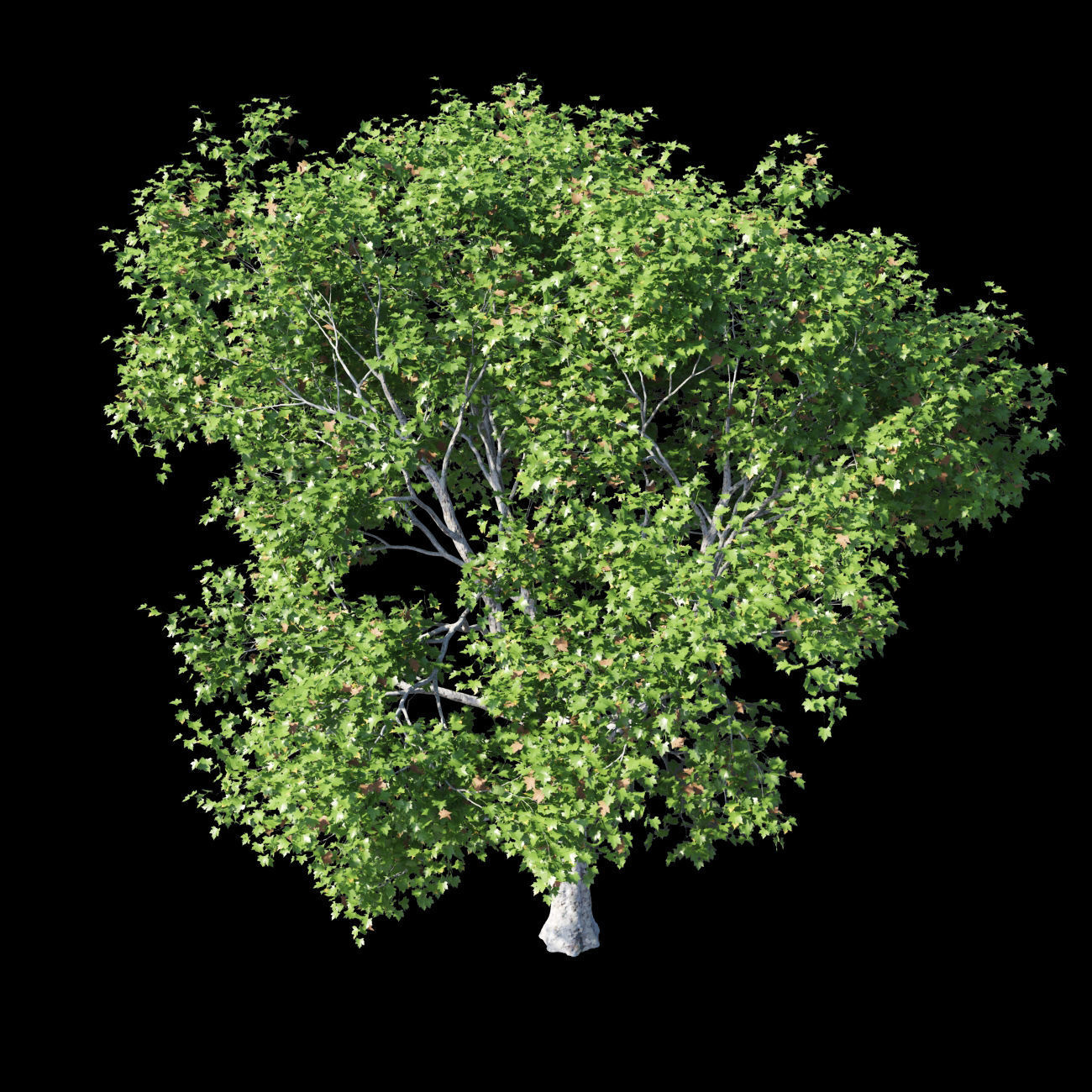 Platanus acerifolia 2 3D model_1