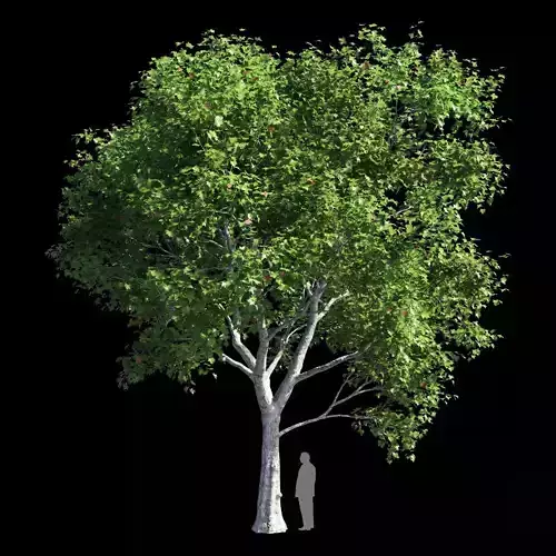 Platanus acerifolia 2 3D model