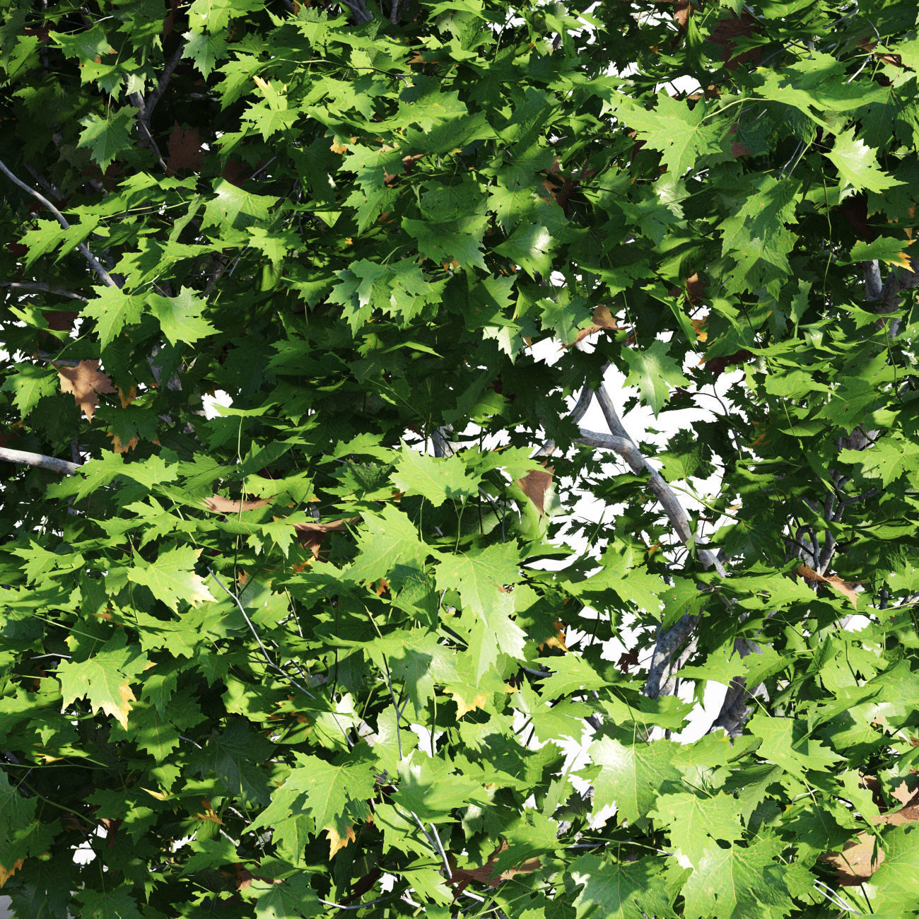 Platanus acerifolia 2 3D model_3