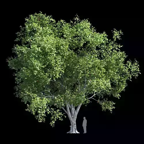 Platanus acerifolia 3 3D model