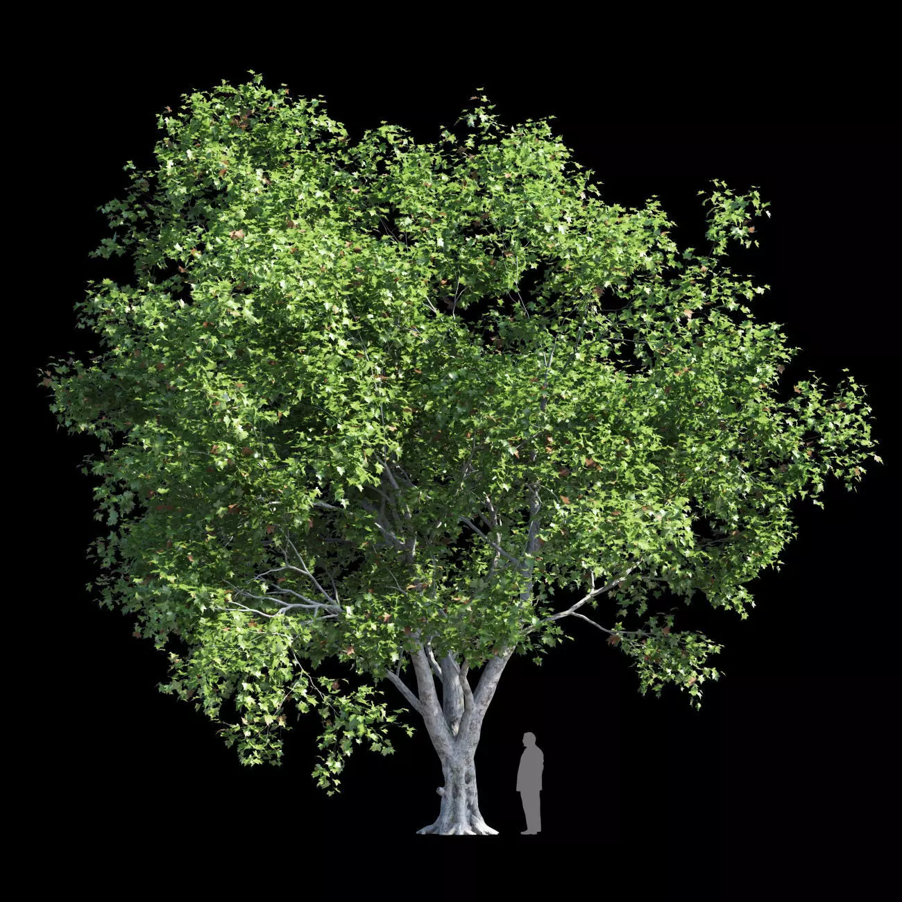 Platanus acerifolia 3 3D model_0