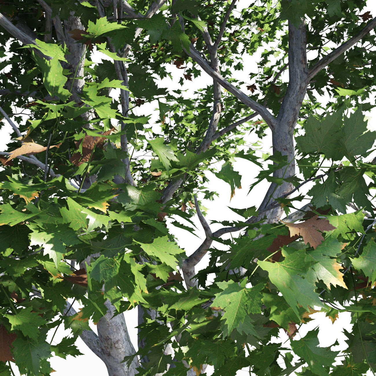 Platanus acerifolia 3 3D model_3